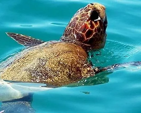 Vakantiehuis Residenza Bea Flumini di Quartu