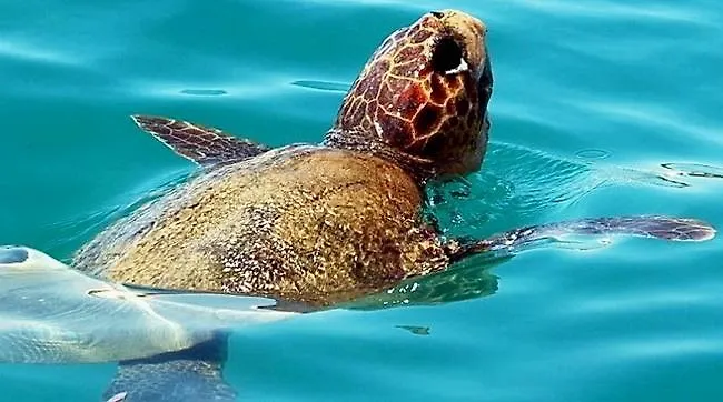 Nyaraló Residenza Bea Flumini di Quartu